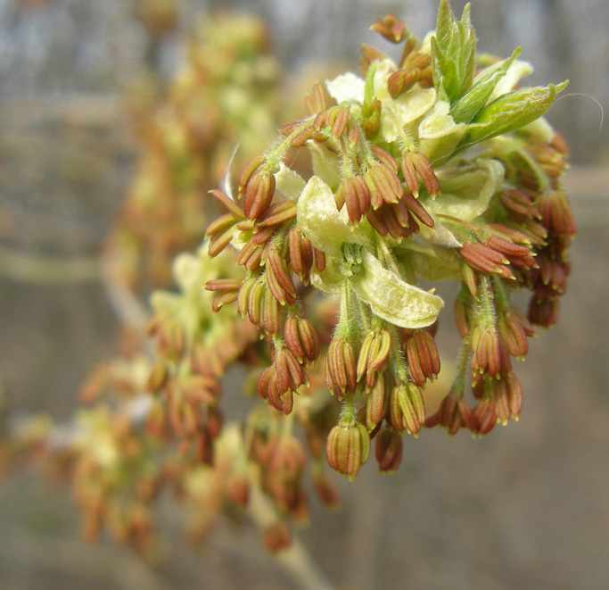 Image of Acer negundo specimen.