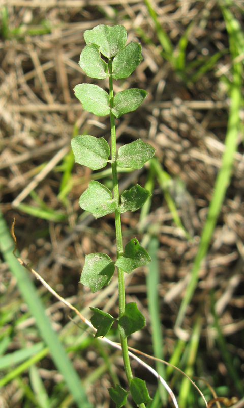 Изображение особи род Cardamine.