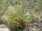 Potentilla virgata