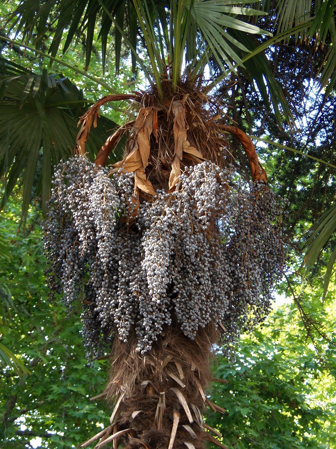 Изображение особи Trachycarpus fortunei.