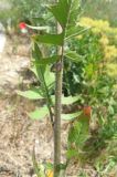 Sisymbrium loeselii