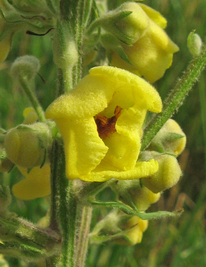 Изображение особи Verbascum marschallianum.