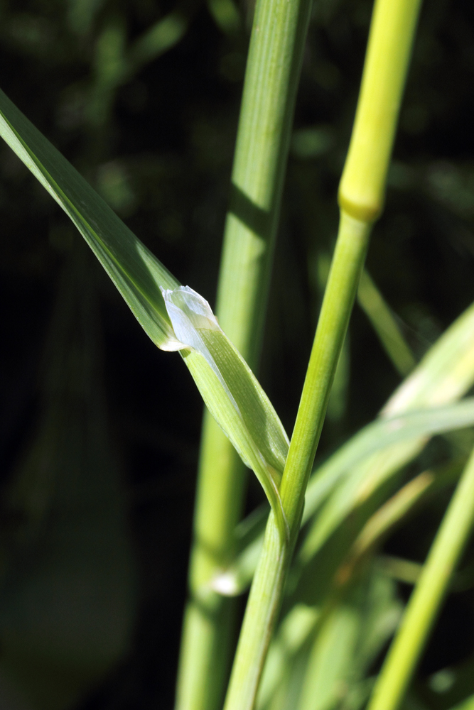 Изображение особи Dactylis glomerata.