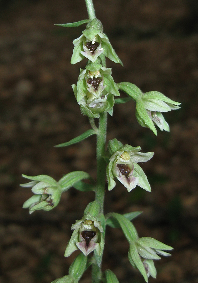Image of Epipactis krymmontana specimen.