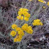 Achillea vermicularis