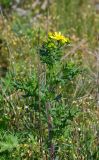 Senecio vernalis. Цветущее растение. Крым, Керченский п-ов, Приазовье, Караларская степь. 26.04.2013.