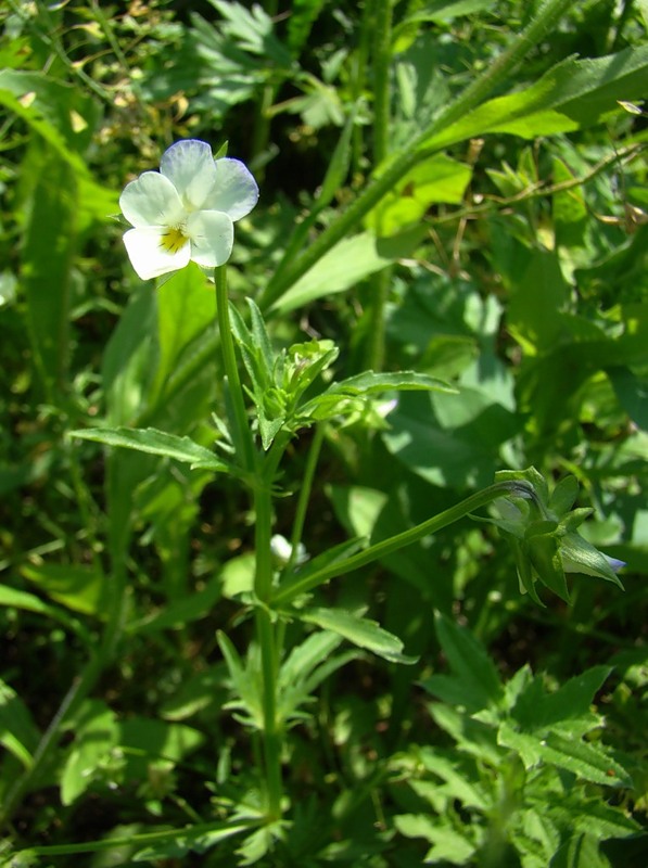 Image of Viola × contempta specimen.