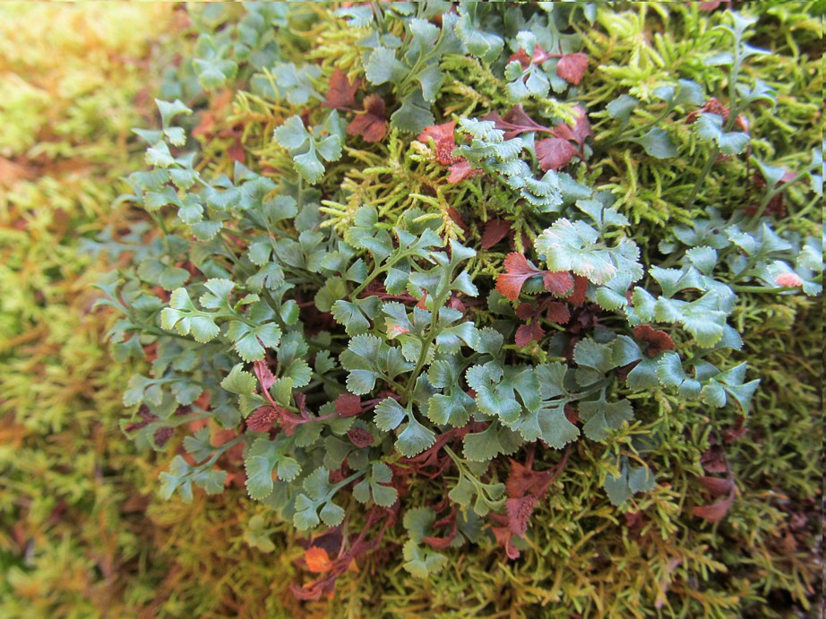 Изображение особи Asplenium ruta-muraria.