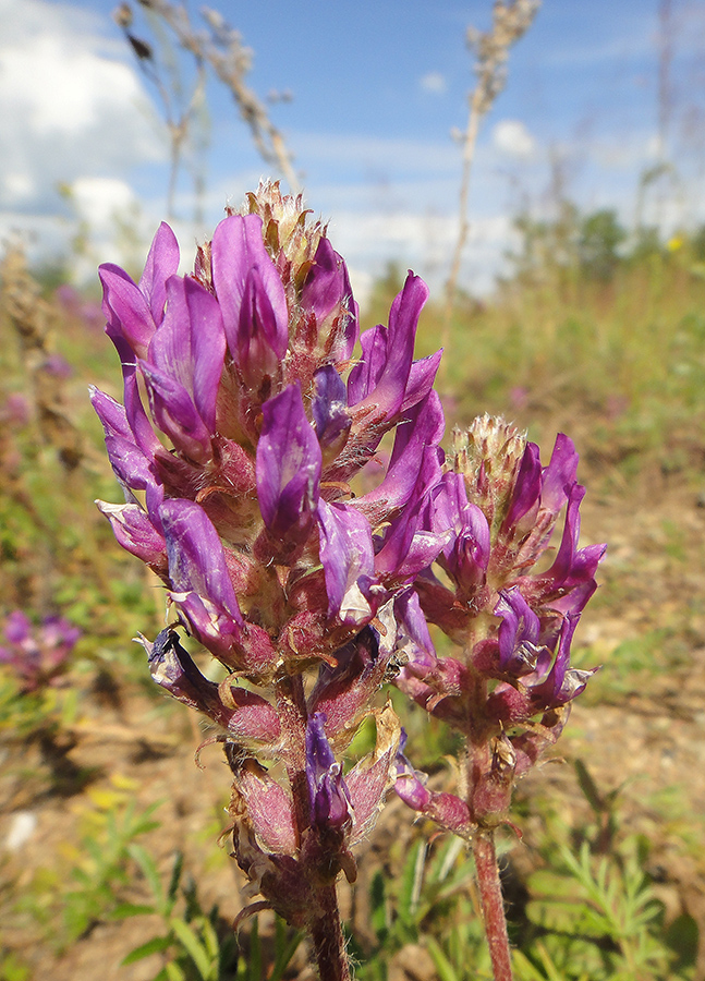 Image of Oxytropis strobilacea specimen.