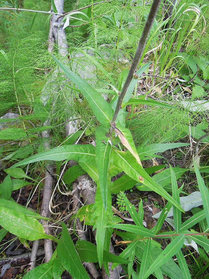 Изображение особи Cirsium heterophyllum.