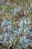 Diptychocarpus strictus. Соплодия. Южный Казахстан, восточная граница пустыни Кызылкум. 04.05.2013.