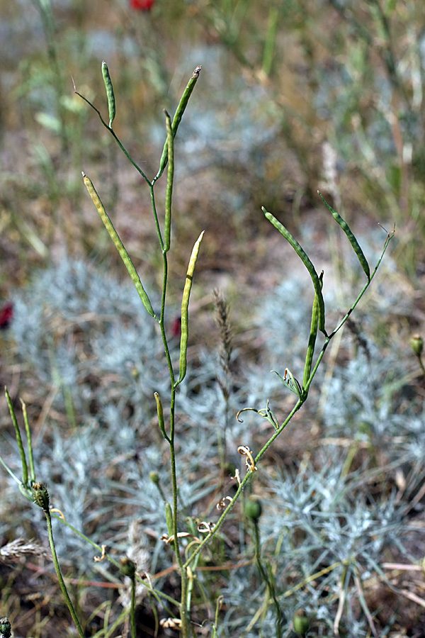 Image of Diptychocarpus strictus specimen.