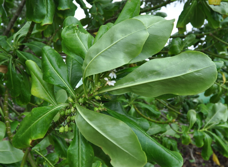 Image of Scaevola taccada specimen.