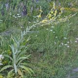 Verbascum songaricum. Цветущее растение. Юго-Восточный Казахстан, Джунгар, ущ. р. Коксу 11 км выше пос. Рудничный. 08.07.2013.