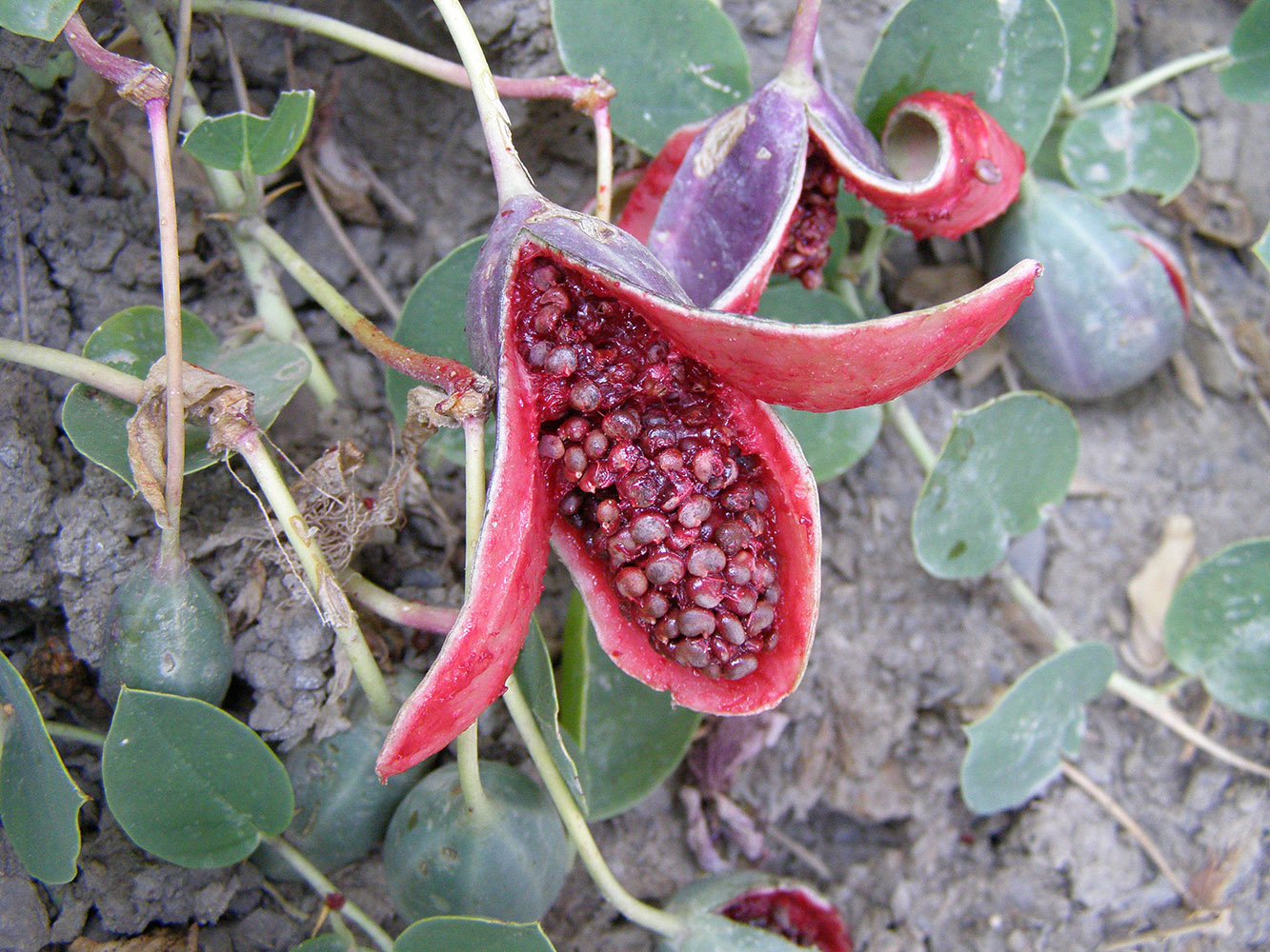 Image of Capparis herbacea specimen.