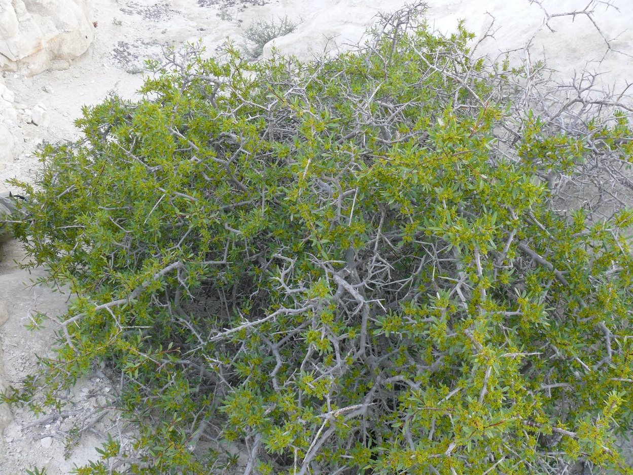 Image of Rhamnus sintenisii specimen.