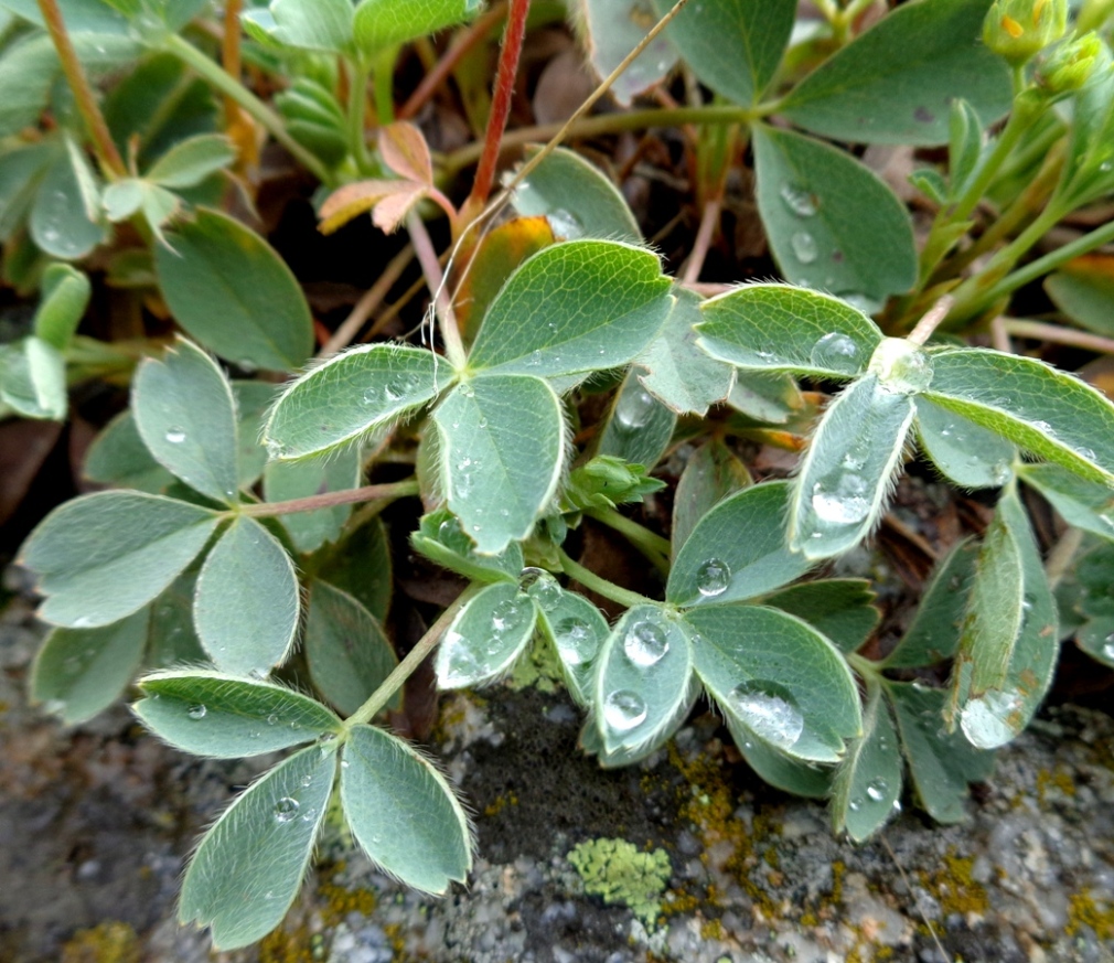 Изображение особи Sibbaldia parviflora.