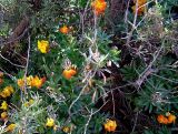 Cheiranthus cheiri