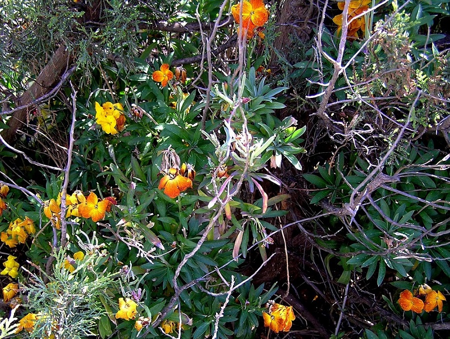 Image of Cheiranthus cheiri specimen.