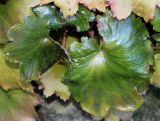 Saxifraga fortunei. Листья. Германия, г. Essen, Grugapark. 29.09.2013.