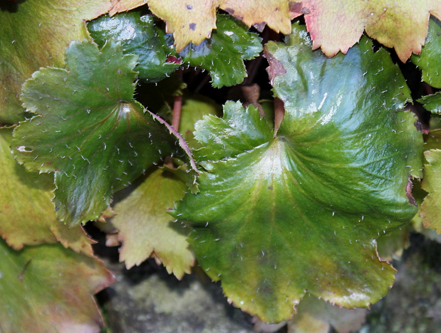 Изображение особи Saxifraga fortunei.