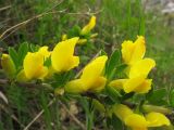 Chamaecytisus ruthenicus. Часть цветущего побега. Украина, Львов, ландшафтный парк \"Знесенье\", травянистый склон. 9 мая 2008 г.