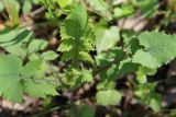 Sonchus oleraceus