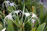 Hymenocallis speciosa. Соцветие. Таиланд, провинция Краби, курорт Ао Нанг. 10.12.2013.