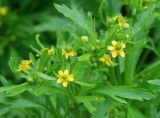 Ranunculus sceleratus