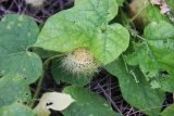 Passiflora foetida