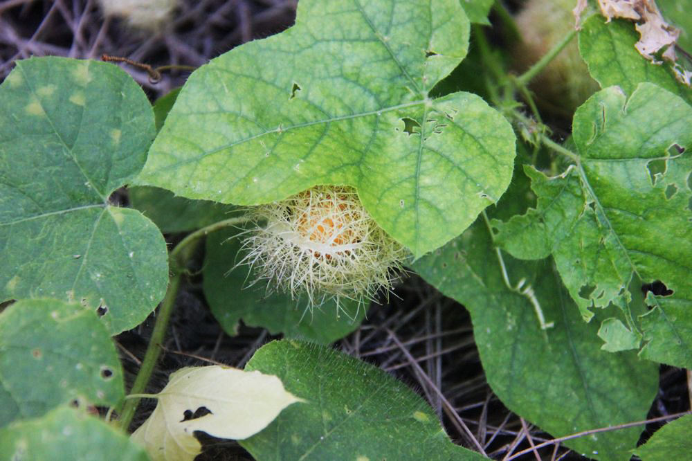 Image of Passiflora foetida specimen.