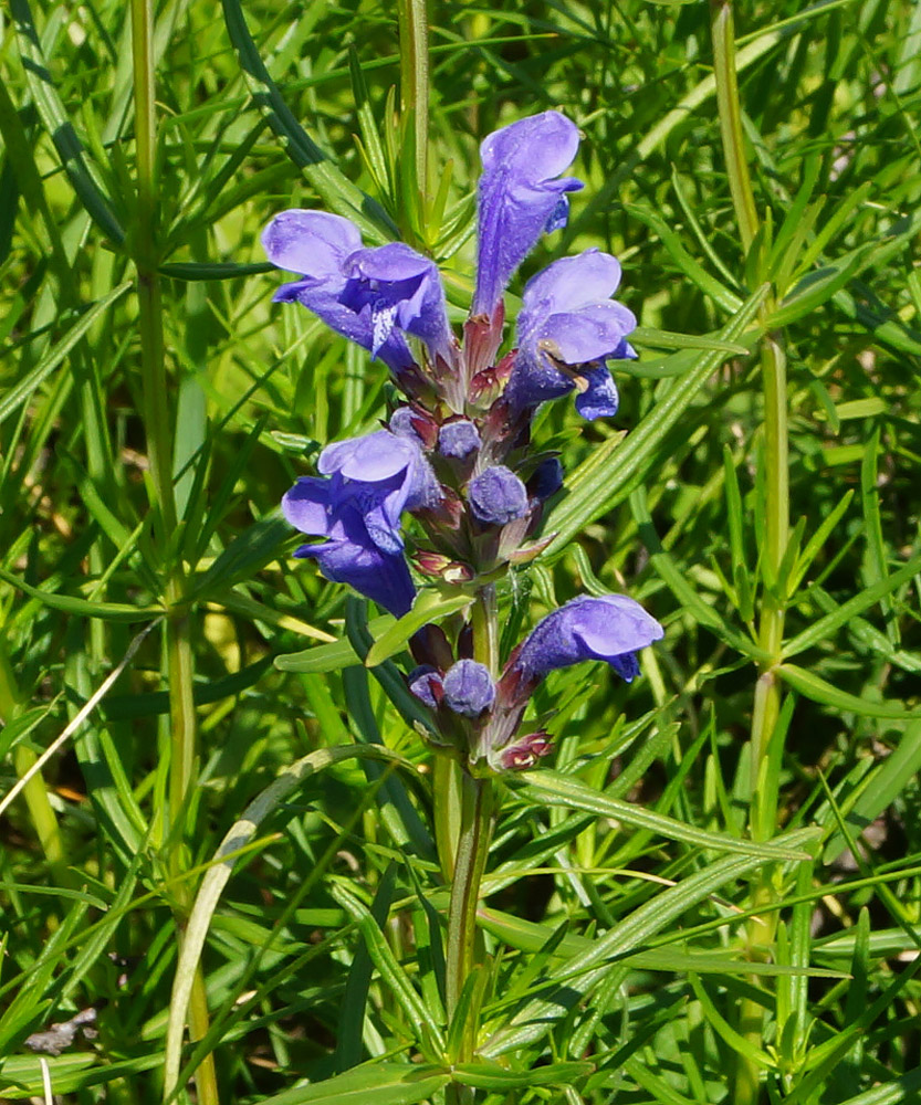 Изображение особи Dracocephalum ruyschiana.