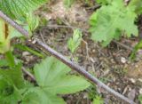 Solanum kitagawae