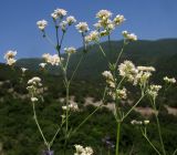 Galium biebersteinii