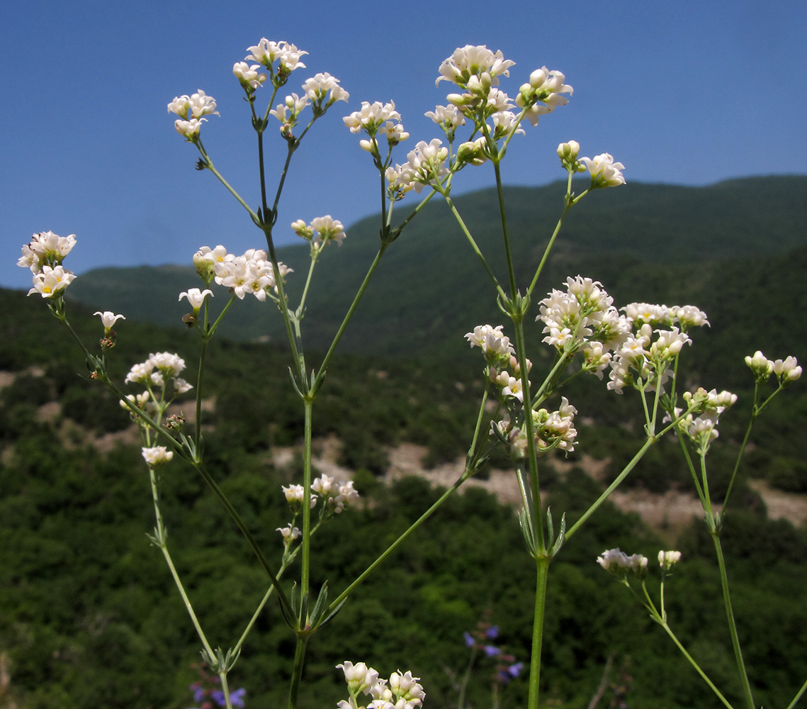 Изображение особи Galium biebersteinii.