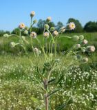 Erigeron acris