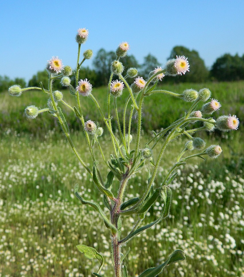 Image of Erigeron acris specimen.