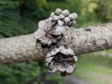 Pinus ponderosa. Средняя часть ветки с основаниями опавших шишек. Германия, г. Дюссельдорф, Ботанический сад университета. 04.05.2014.
