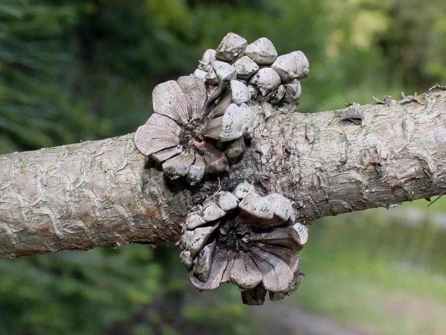 Изображение особи Pinus ponderosa.