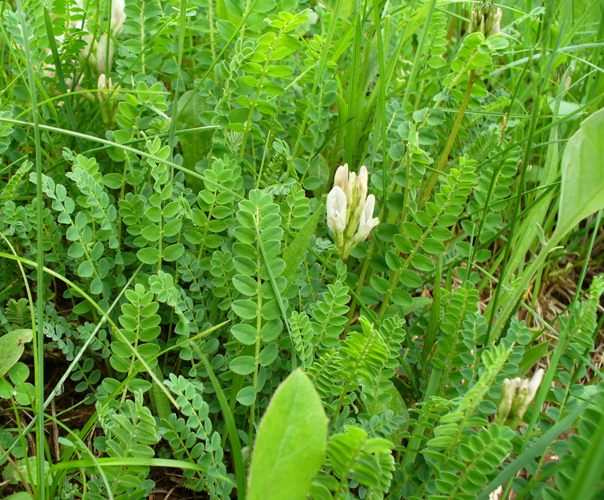 Image of Astragalus demetrii specimen.