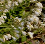 genus Heuchera. Верхняя часть соцветия. Германия, г. Дюссельдорф, Ботанический сад университета. 02.06.2014.
