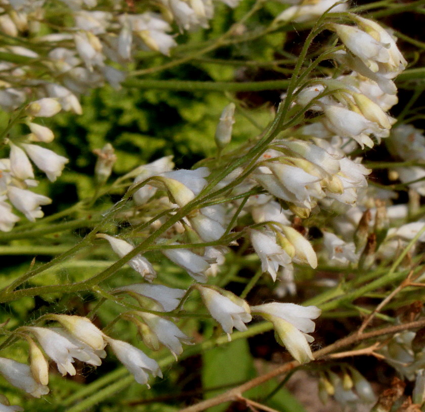 Image of genus Heuchera specimen.