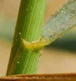 Elytrigia juncea