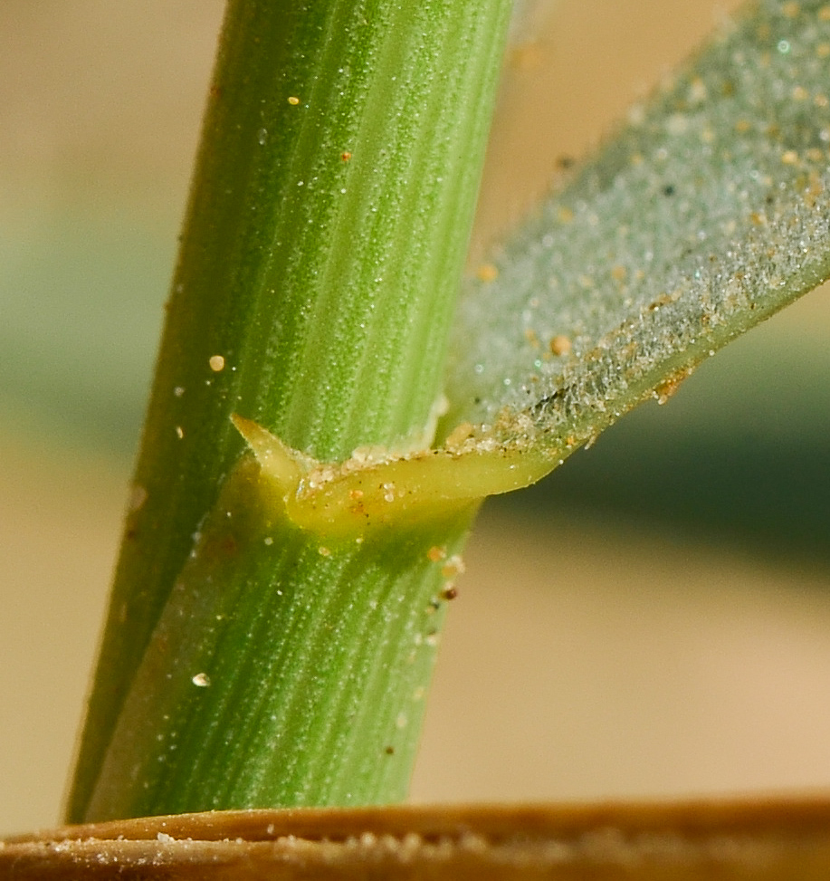 Image of Elytrigia juncea specimen.