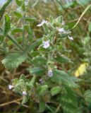 Teucrium scordioides. Соцветие. Краснодарский край, Кущёвский р-н, станица Шкуринская, высохшее дно придорожной канавы в балке Боброва. 15.07.2009.