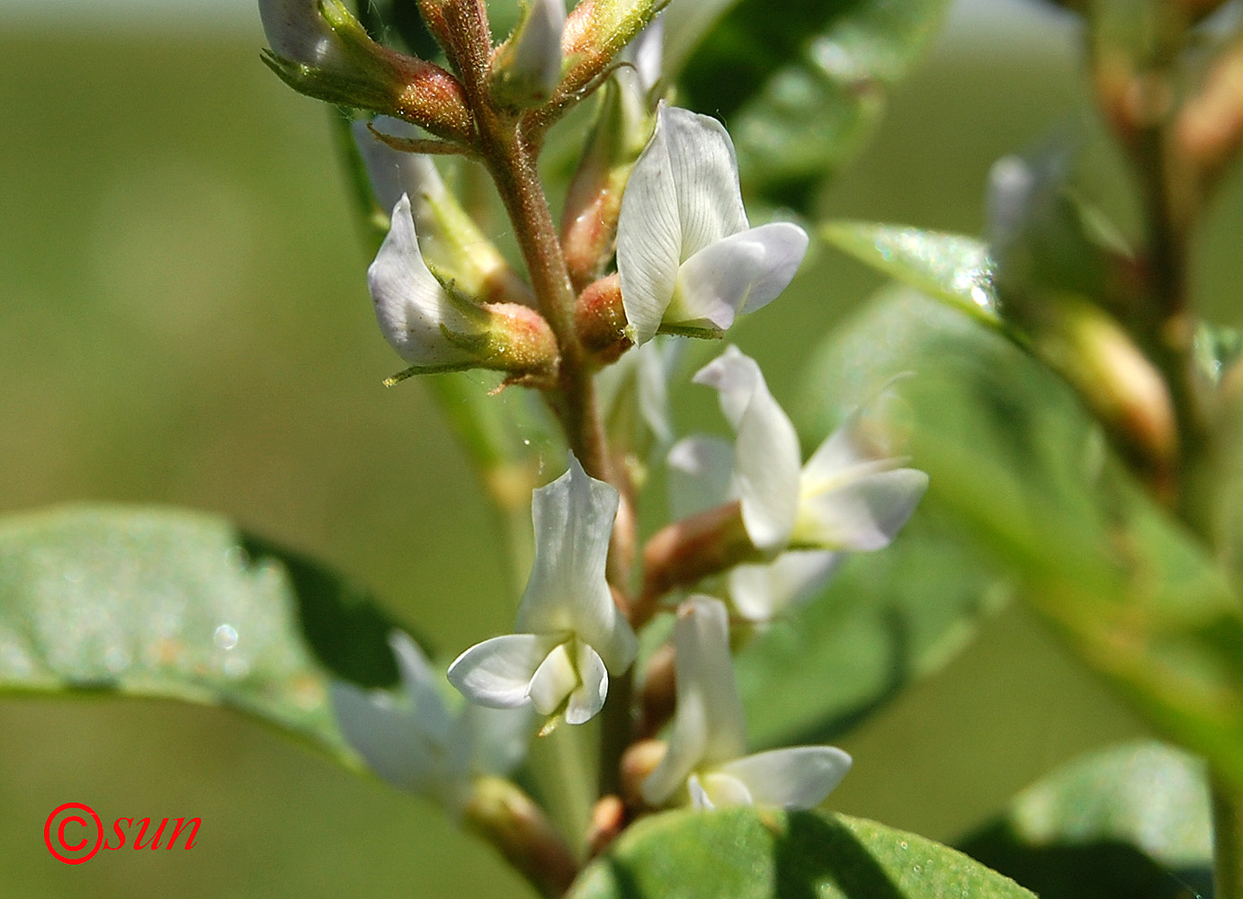 Изображение особи Glycyrrhiza glabra.