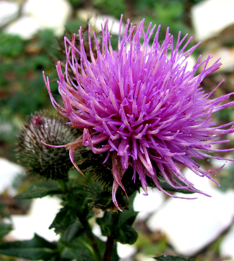Изображение особи Cirsium euxinum.