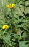 Heliopsis подвид scabra