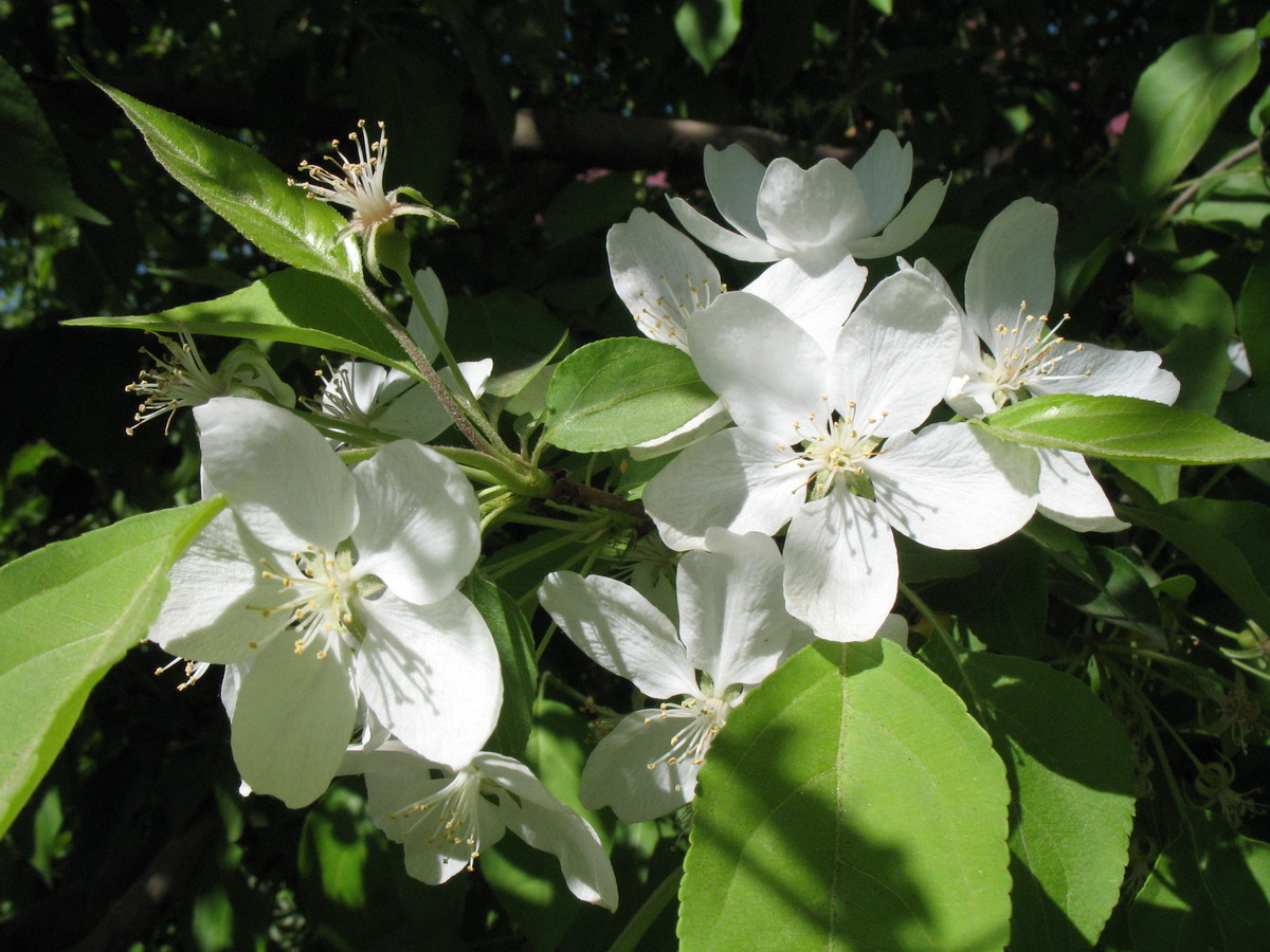 Image of Malus prunifolia specimen.