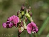 Lathyrus sylvestris